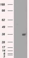 FCGR2 / CD32 Antibody (clone OTI13G9)