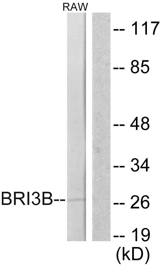 IHC-plus™ BRI3BP Antibody (aa1-50)