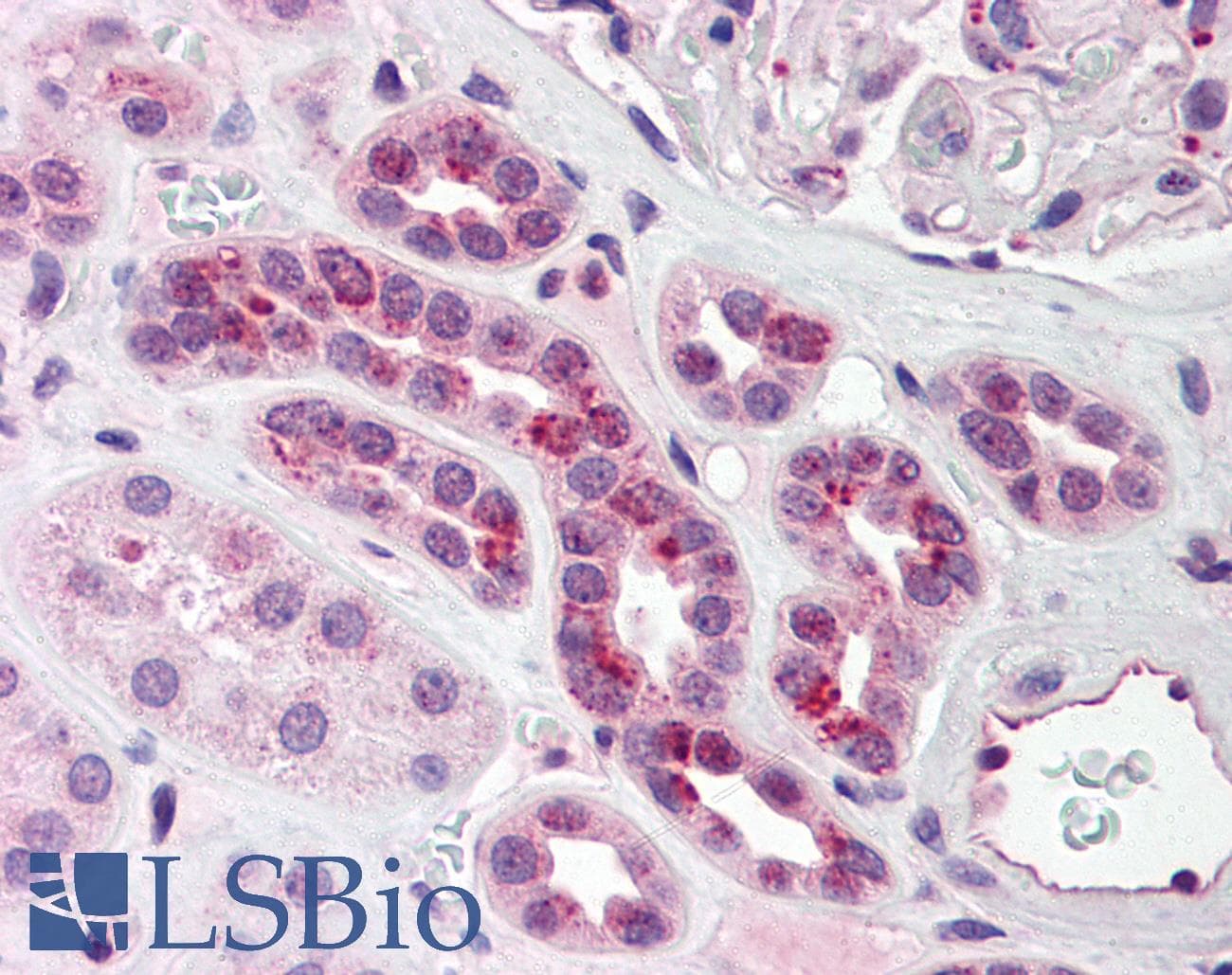 IHC-plus™ PCBP4 Antibody