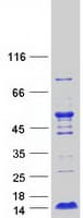 Human LAMTOR4 Protein (Recombinant Myc-DDK (Flag))