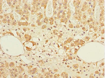 Polyclonal Rabbit anti-Human GABARAPL1 / ATG8 Antibody (IHC)