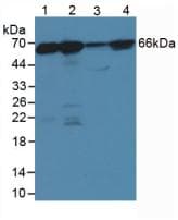 LMNB1 / Lamin B1 Antibody (aa52-233)
