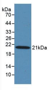 MASP2 / MASP-2 Antibody (Biotin)
