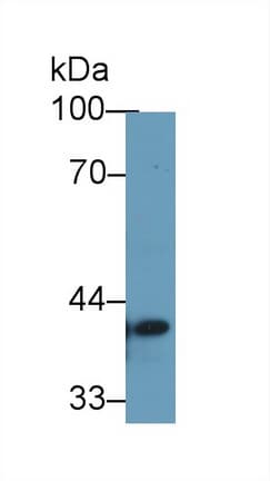TMEM173 / STING Antibody (aa159-373, APC)