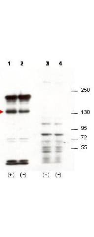 IHC-plus™ SIPA1 Antibody