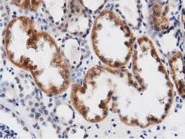 Monoclonal Mouse anti-Human DNAJA2 Antibody (clone OTI2A2, IHC, IF, WB)