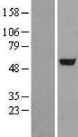 ADSL / Adenylosuccinate Lyase Protein (Over-Expression Lysate Myc-DDK (Flag))