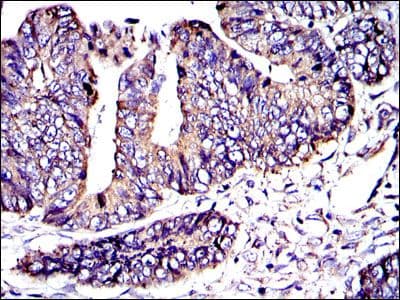 CRK Antibody (clone 3G11C1)