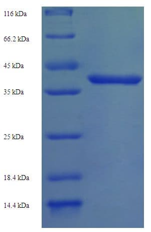 Human GEMIN7 Protein (Recombinant GST)