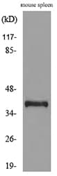 CD68 Antibody