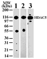 HDAC5 Antibody (aa572-587)