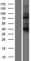 SORBS2 / ARGBP2 Protein (Over-Expression Lysate Myc-DDK (Flag))