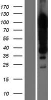 KHSRP / FBP2 Protein (Over-Expression Lysate Myc-DDK (Flag))