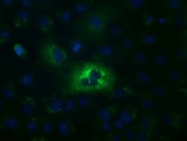IHC-plus™ ALDH1L1 Antibody (clone 7G8)