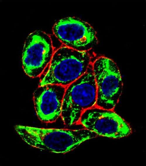 PAX6 Antibody