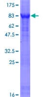 Human ZNF232 Protein (Recombinant GST)