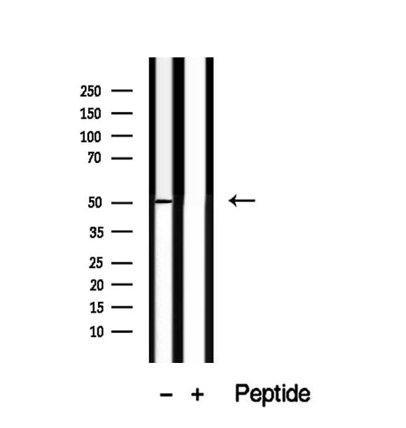 TRIM14 Antibody