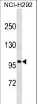 AR / Androgen Receptor Antibody