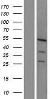 TCF7L2 / TCG4 Protein (Over-Expression Lysate Myc-DDK (Flag))