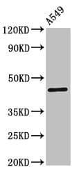Polyclonal Rabbit anti-Human GJC1 / CX45 / Connexin 45 Antibody (IHC, IF, WB)