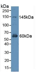 ERBB4 / HER4 Antibody (aa29-278, APC)