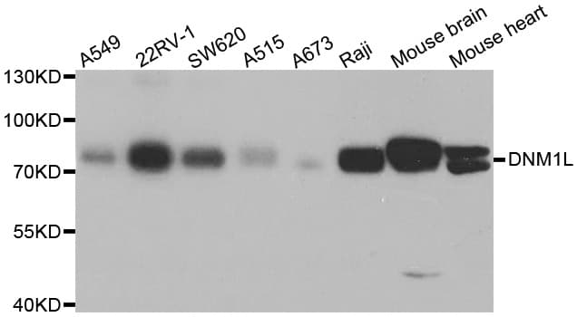DNM1L / DRP1 Antibody