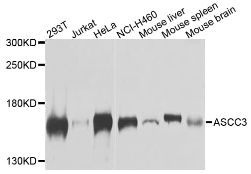 Polyclonal Rabbit anti-Human ASCC3 Antibody (IF, WB)