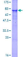 Human TNFRSF19 / TROY Protein (Recombinant GST)