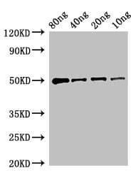 yopM Antibody