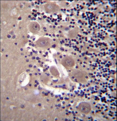 NPTXR / NPR Antibody (aa180-209)