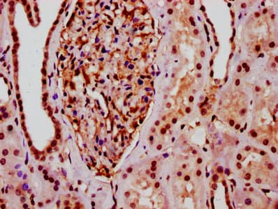 HIST1H2BN Antibody