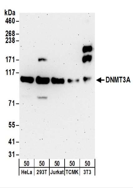 DNMT3A Antibody (aa125-175)