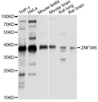 ZNF346 Antibody