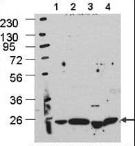 APG5 / ATG5 Antibody (aa209-238)