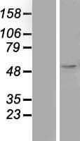 Human LGMN / Legumain Protein (Over-Expression Lysate Myc-DDK (Flag))