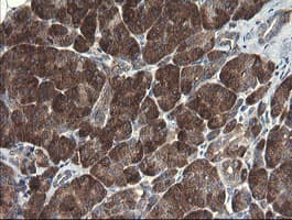 POLR3C Antibody (clone OTI2H1)
