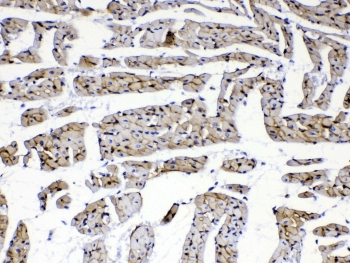 Polyclonal Rabbit anti-Human Laminin Antibody (IHC, WB)