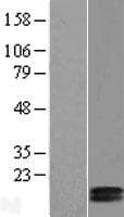 COX5B Protein (Over-Expression Lysate Myc-DDK (Flag))