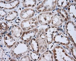 LIPG / Endothelial Lipase Antibody (clone OTI7D1)