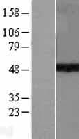 SUV39H1 Protein (Over-Expression Lysate Myc-DDK (Flag))