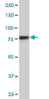 RPS6KA6 / RSK4 Antibody (clone 6F2)