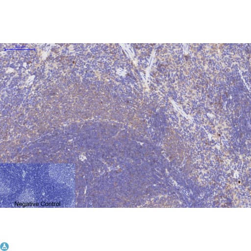 Monoclonal Mouse anti-Human BAX Antibody (IHC, WB)