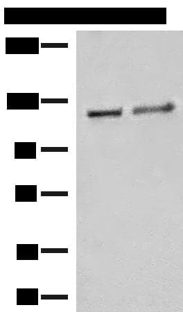 Polyclonal Rabbit anti-Human IPO11 / Importin 11 Antibody (IHC, WB)