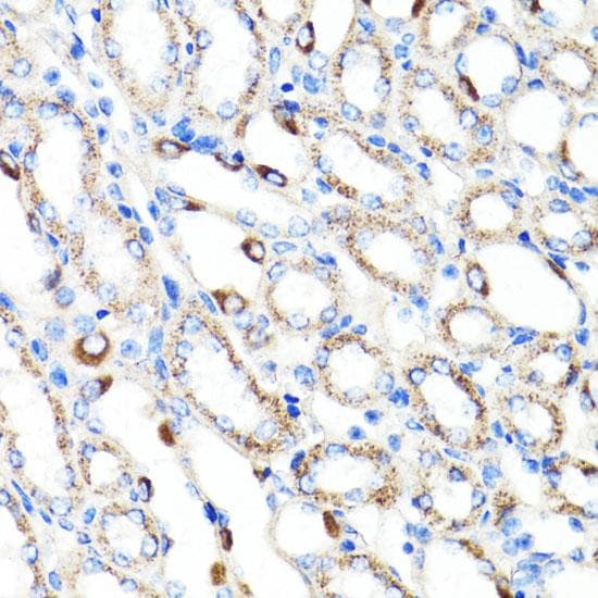 RNF149 Antibody