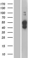 Human ATP1B4 Protein (Over-Expression Lysate Myc-DDK (Flag))