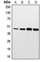 STAC2 Antibody (Internal)