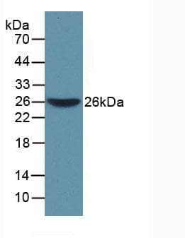 WARS Antibody (aa29-195)