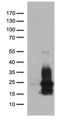 HBEGF / HB EGF Antibody (aa20-208, clone OTI10B1)