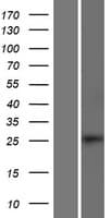 SMAD6 Protein (Over-Expression Lysate Myc-DDK (Flag))