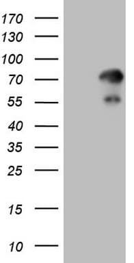 ZNF394 Antibody (aa1-296, clone OTI1G9)